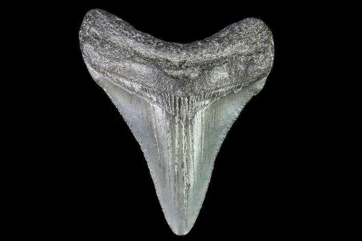 Juvenile Megalodon Tooth - Georgia #75363